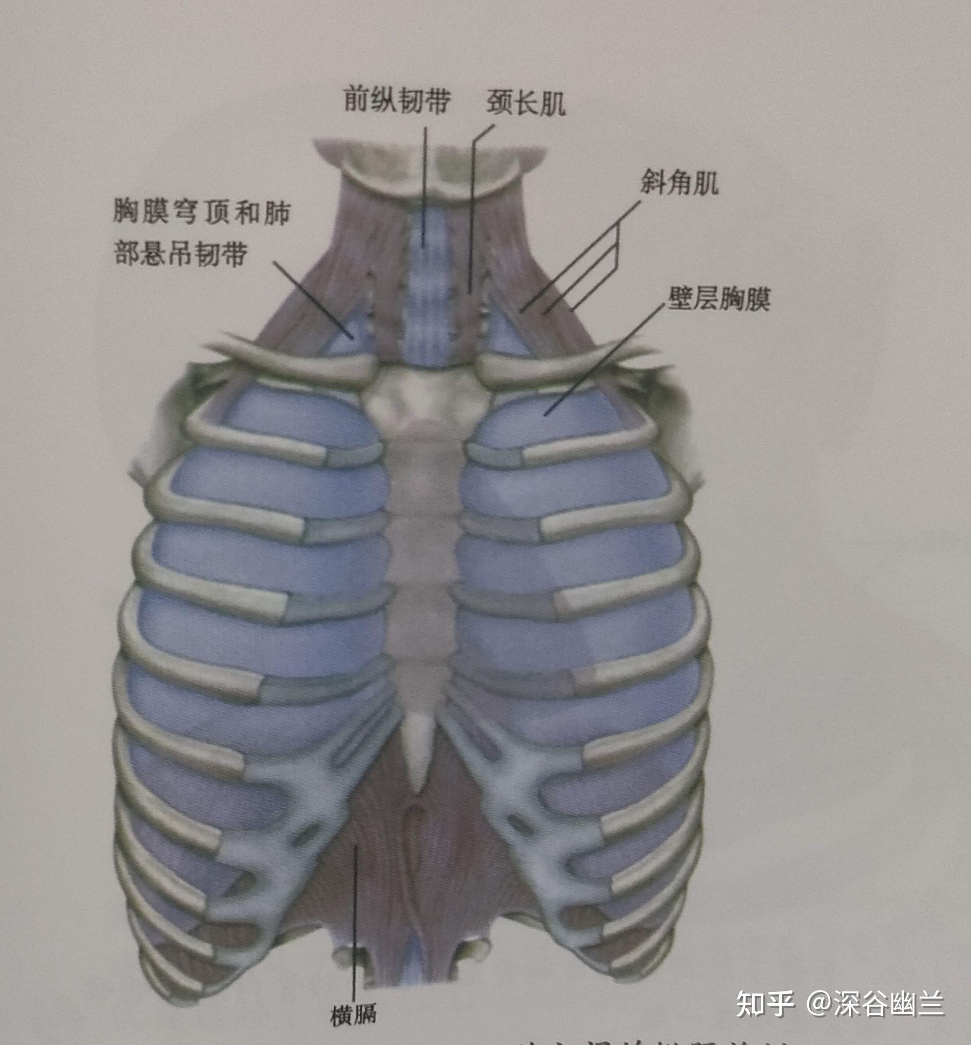 筋膜链前深线图片