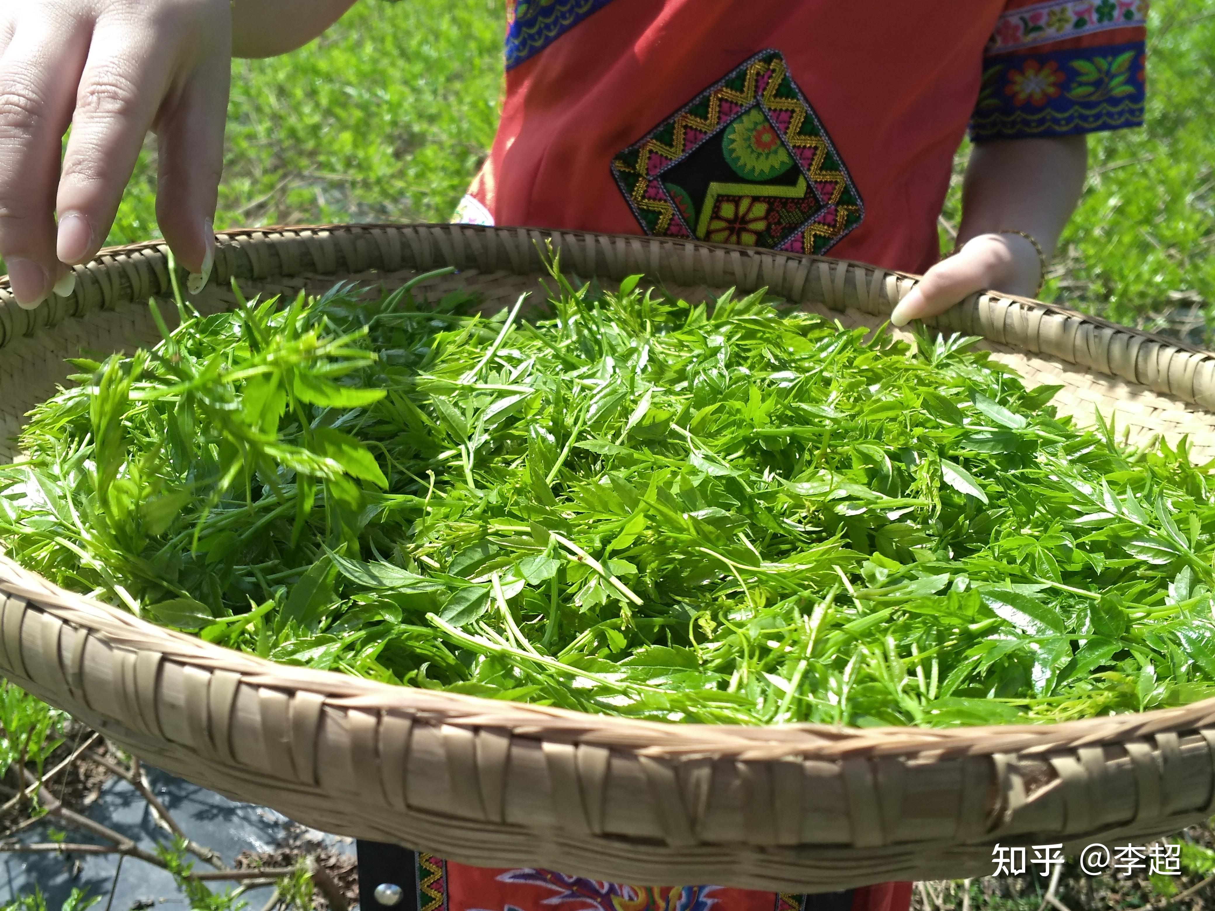 什麼是莓茶