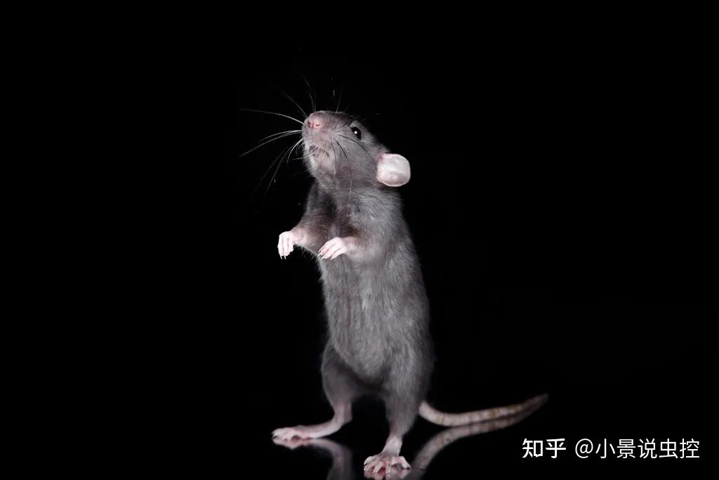 鼠类知多少——老鼠的听觉系统有多发达? 