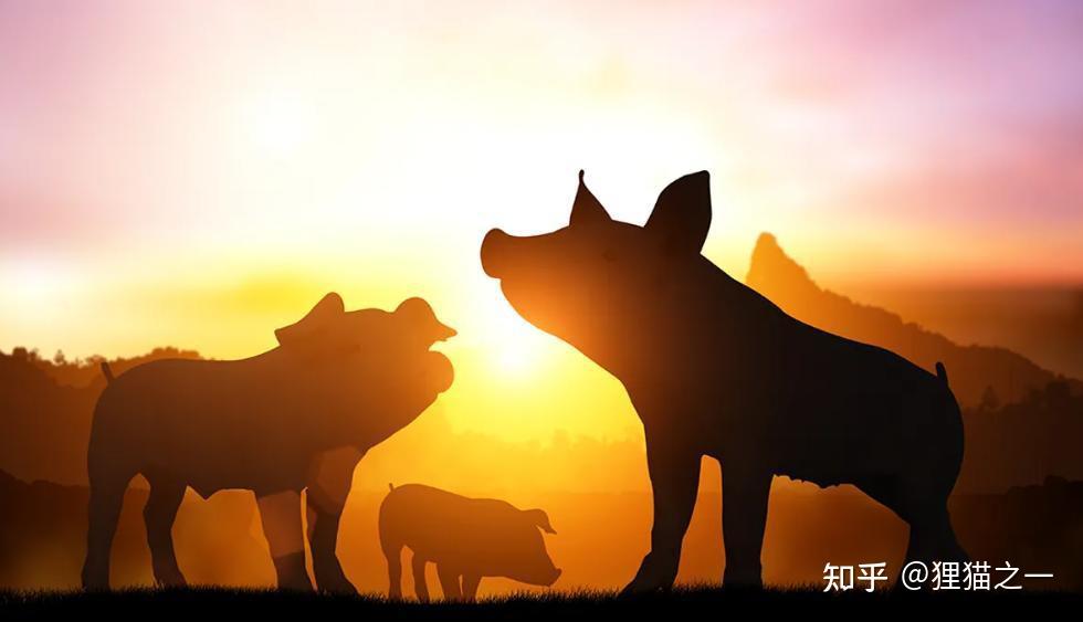 劝架的艺术:猪是如何解决冲突的?它们甚至会私心拉偏架 - 知乎