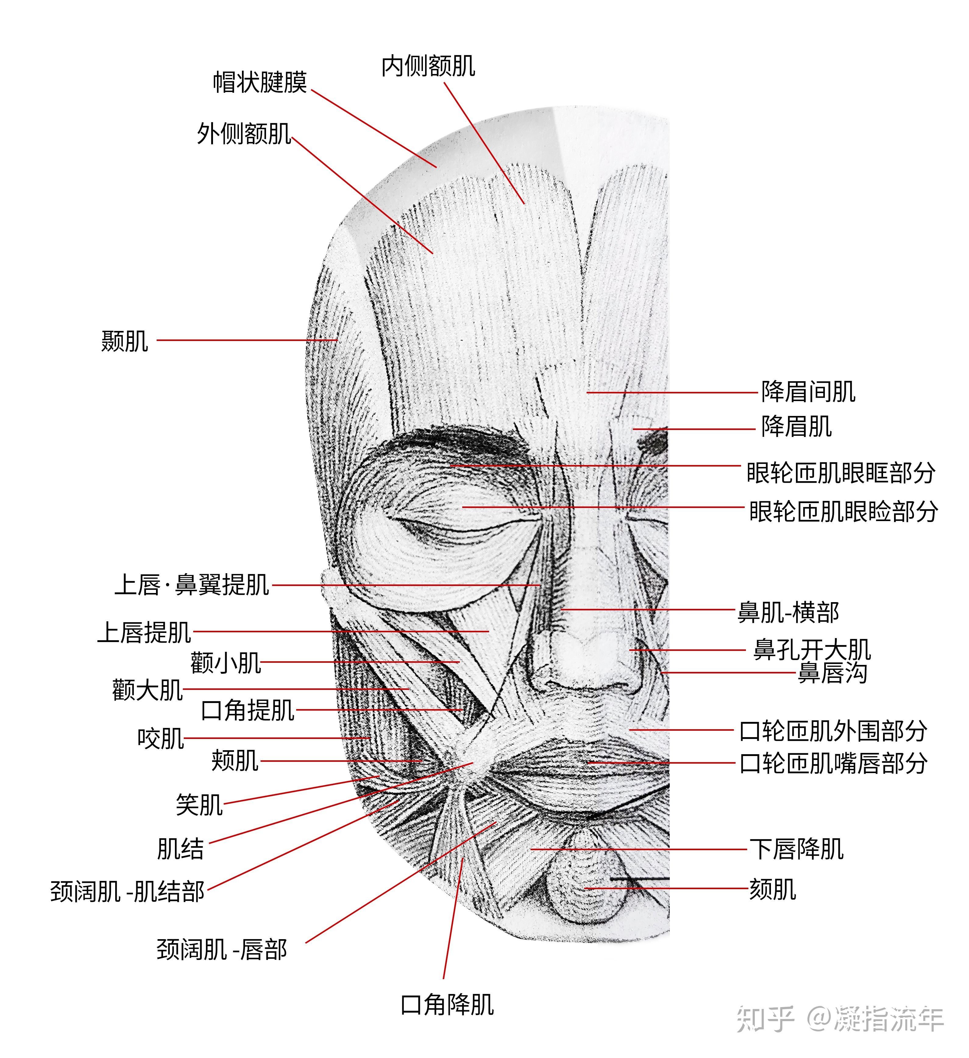 坚持学画:人体结构之肌肉部分——面肌 - 知乎