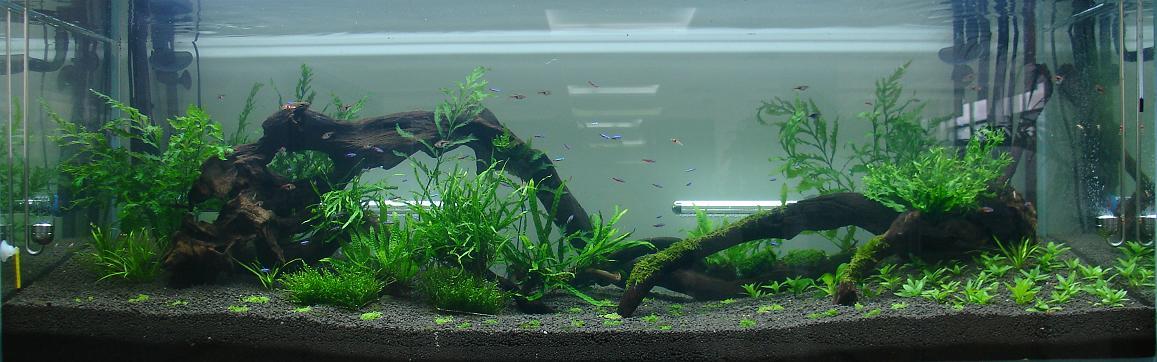 水族草缸入门小百科 6 新手水草介绍 知乎 水族草缸入门小百科 6 新手水草介绍 知乎