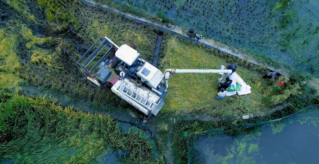 科技助力农业现代化和品牌化发展投资有助效率提升