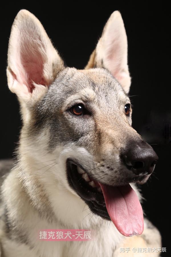 捷克狼犬饲养管理社交小经验分享 - 知乎