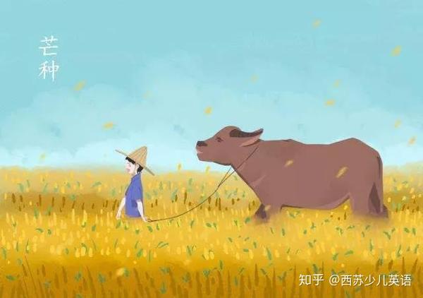 芒种 的英文翻译 知乎