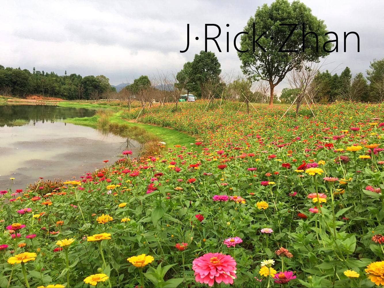 景观草花组合的栽培与造景