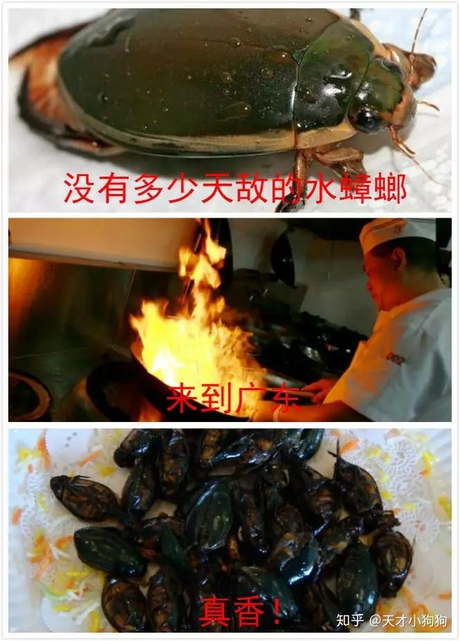 水蟑螂(龍蝨),粵語讀曱甴[yuē yóu]是廣東的特色美食一般沒吃過的人