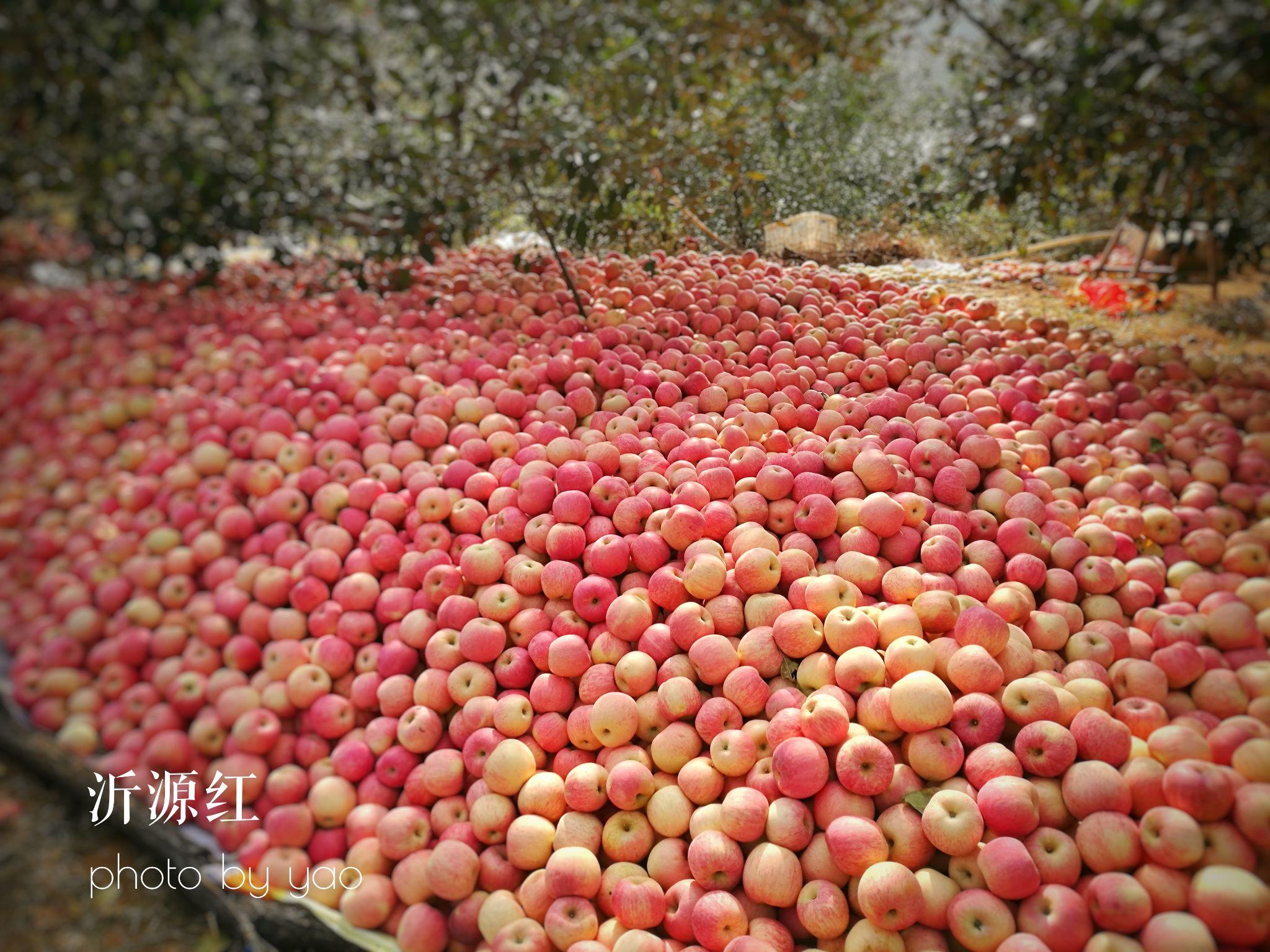 助农蔬菜：开启绿色健康的美好未来
