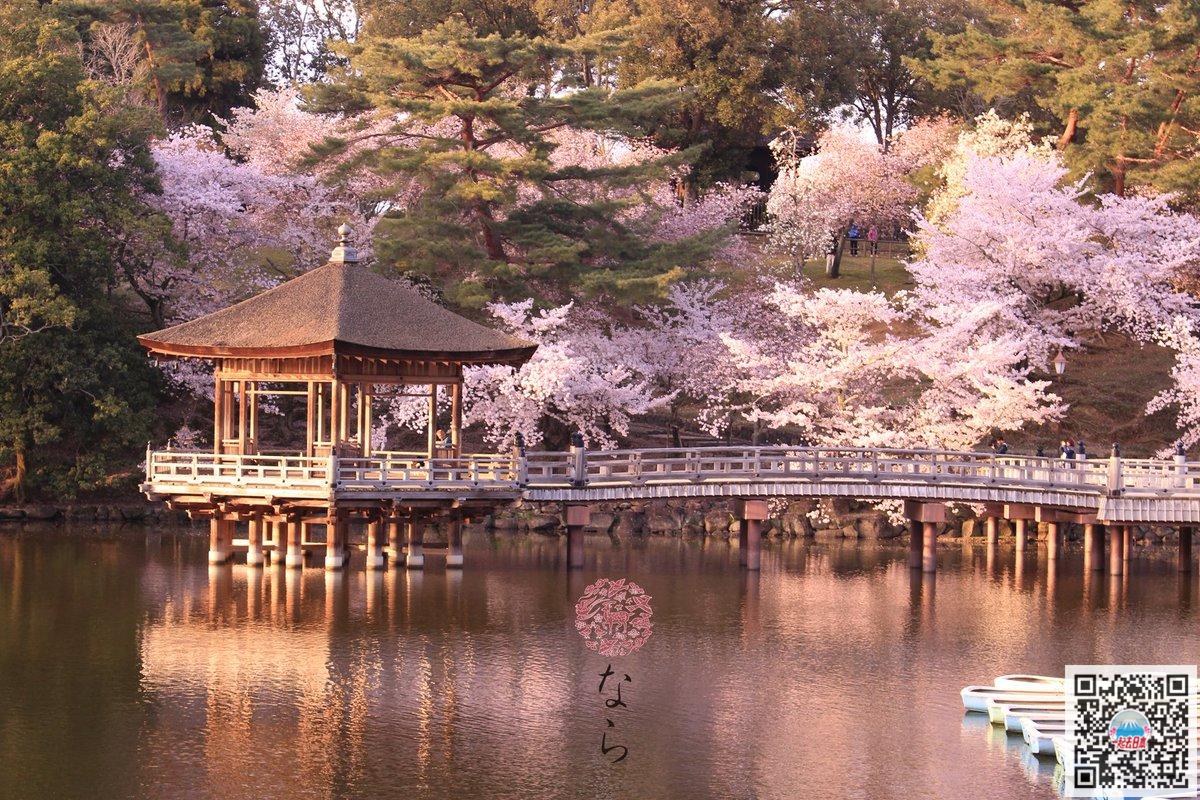 樱花小鹿还有平价米其林三星奈良春季游览全攻略