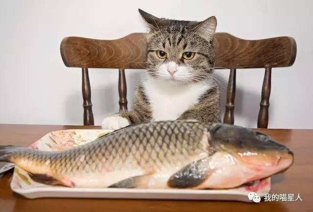 猫真的天生爱吃鱼吗 真相来了 知乎 猫真的天生爱吃鱼吗 真相来了 知乎