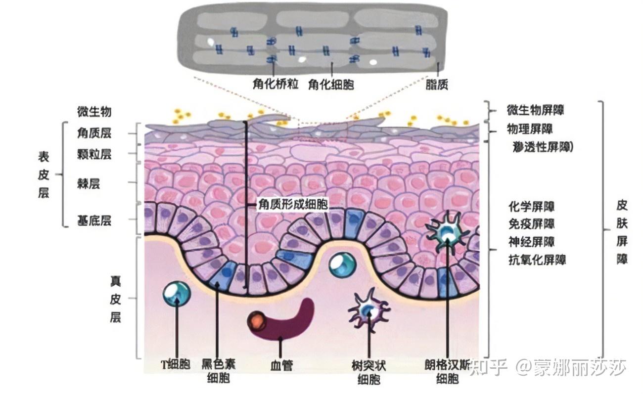 皮肤屏障的功能是什么？