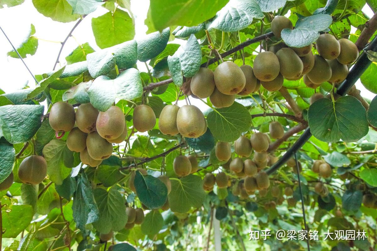 猕猴桃鲜果产品展示-中国猕猴桃网