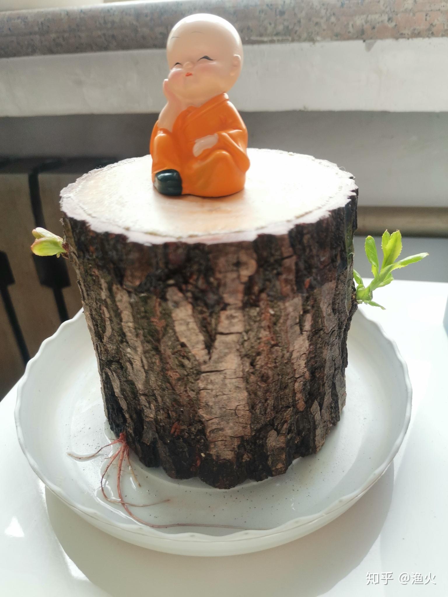 2021考研党蹲一个幸运木伪巴西木实为小柳树墩子