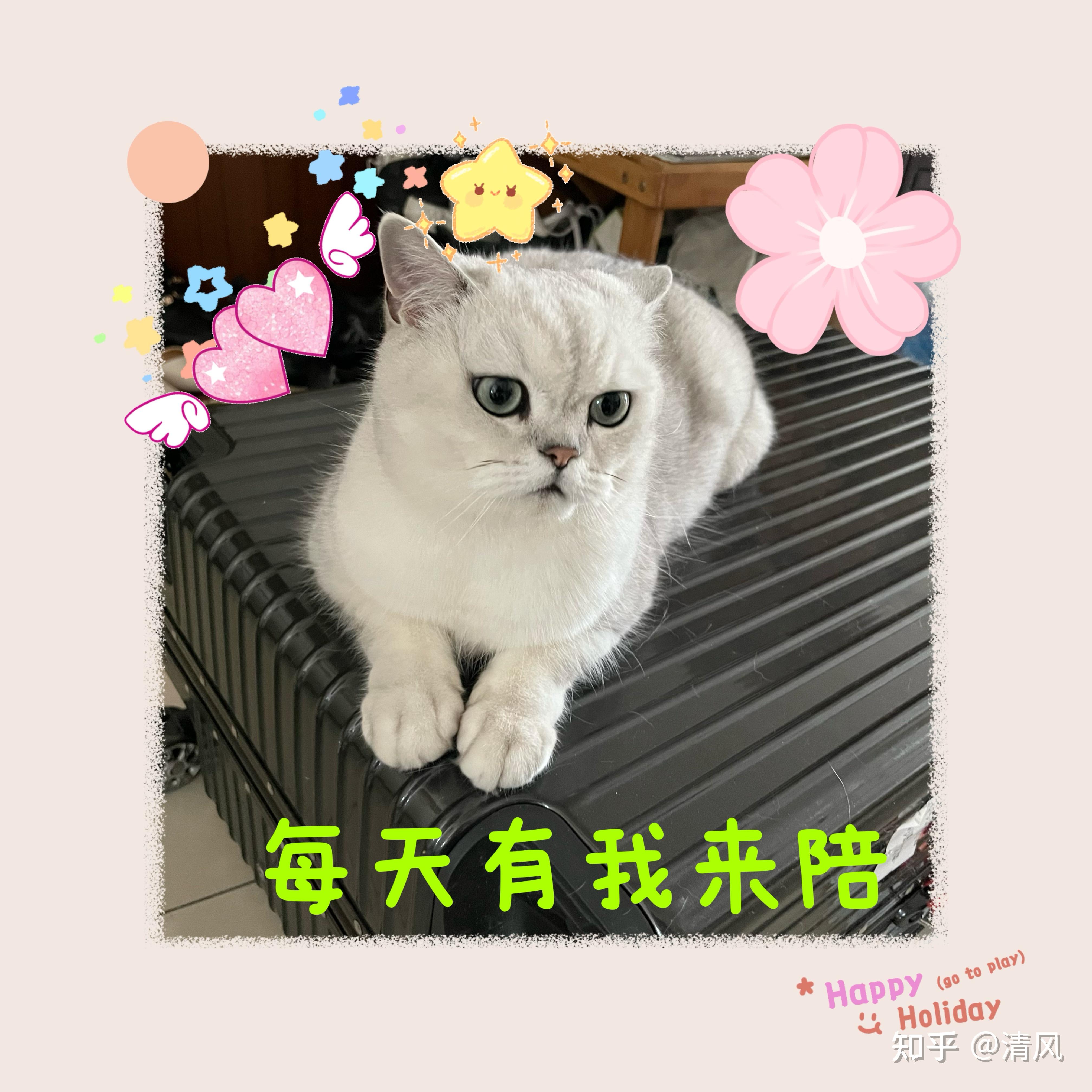 养个猫猫,就是多了个陪伴 - 知乎
