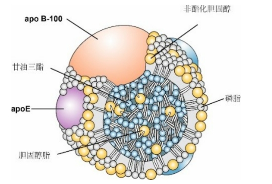 四,低密度脂蛋白,高密度脂蛋白,总胆固醇和非高密度胆固醇到底有什么
