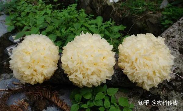 银耳的营养价值与药用价值