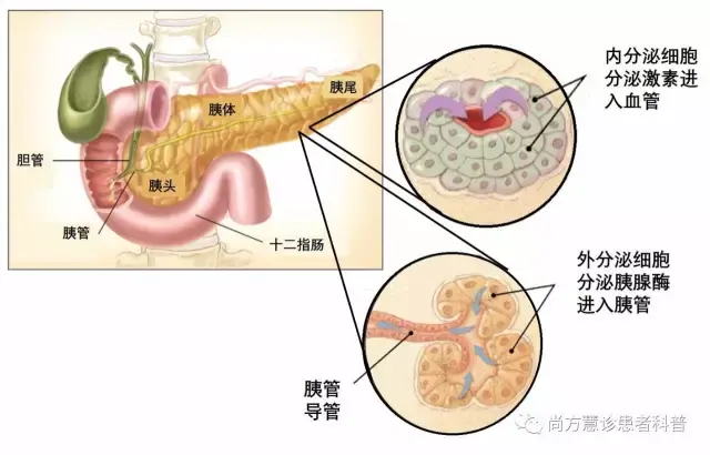 从组织学来讲,胰腺是由外分泌部(分泌胰液的腺泡及其输送导管)和内