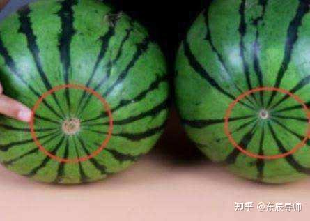 夏天怎么挑选好西瓜,记住这4招让你轻松挑到好瓜插图33 夏天怎么挑选好西瓜,记住这4招让你轻松挑到好瓜插图33