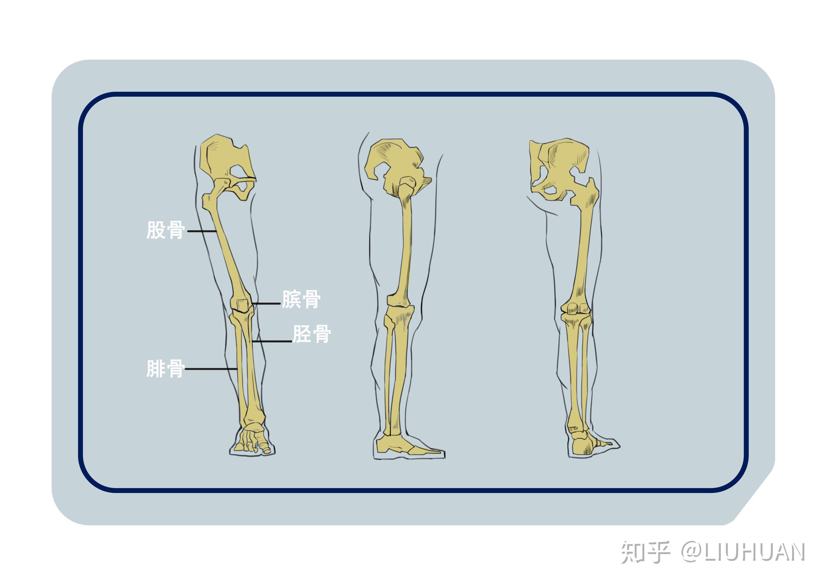 主要研究腿骨解剖学照片摄影图片_ID:127398690-Veer图库