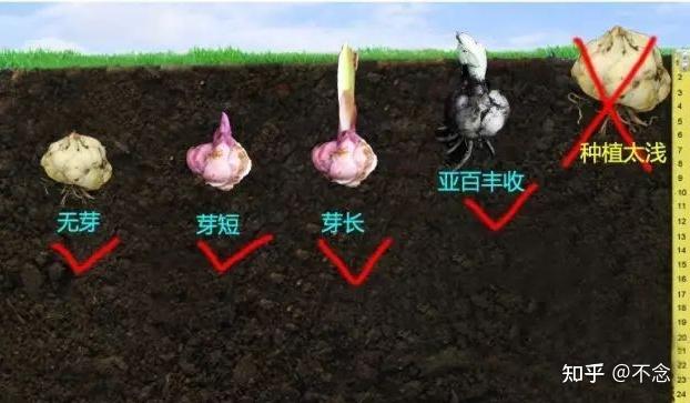 最全百合种球种植步骤常识经验一篇搞定一定要收藏