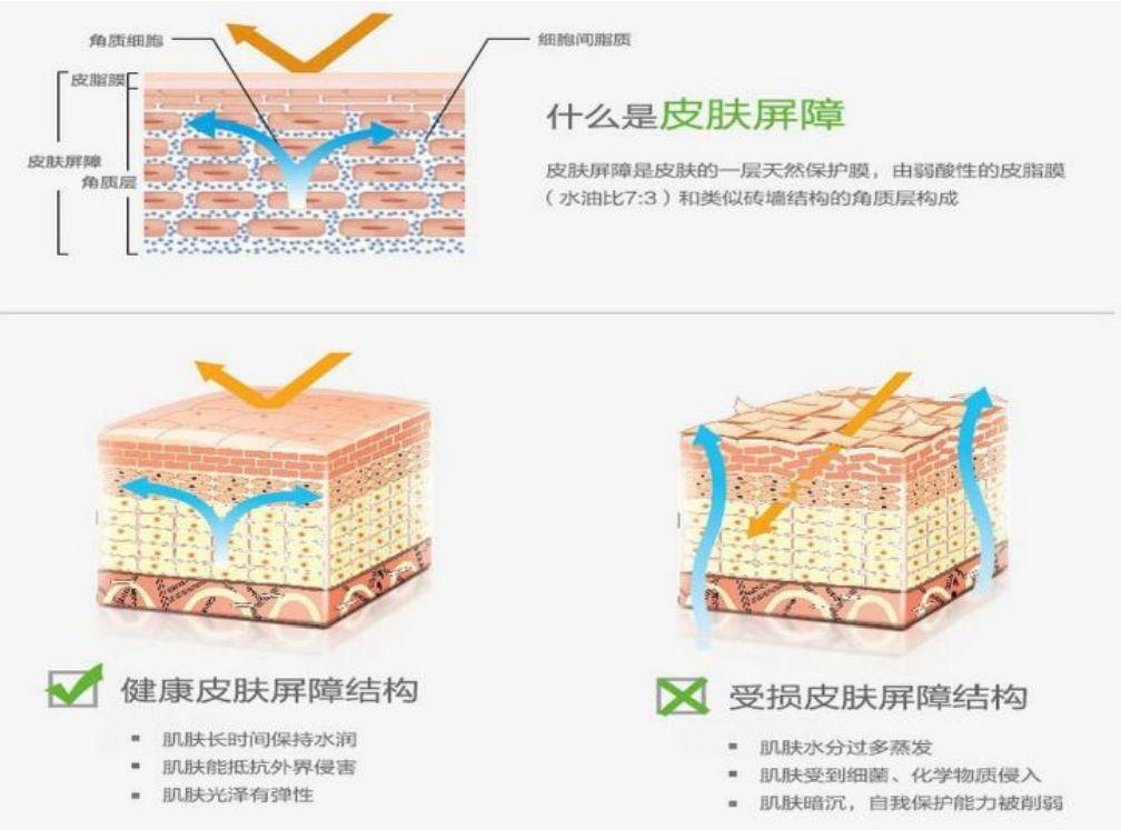 皮肤屏障及功能 - 知乎