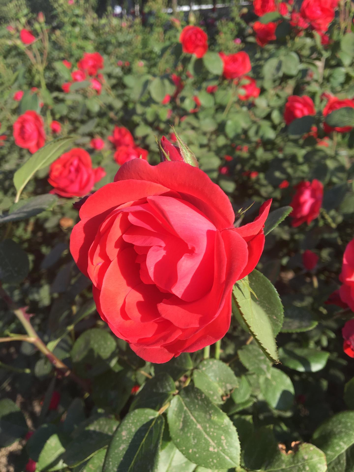 月季与玫瑰 百年渊源姊妹花 知乎