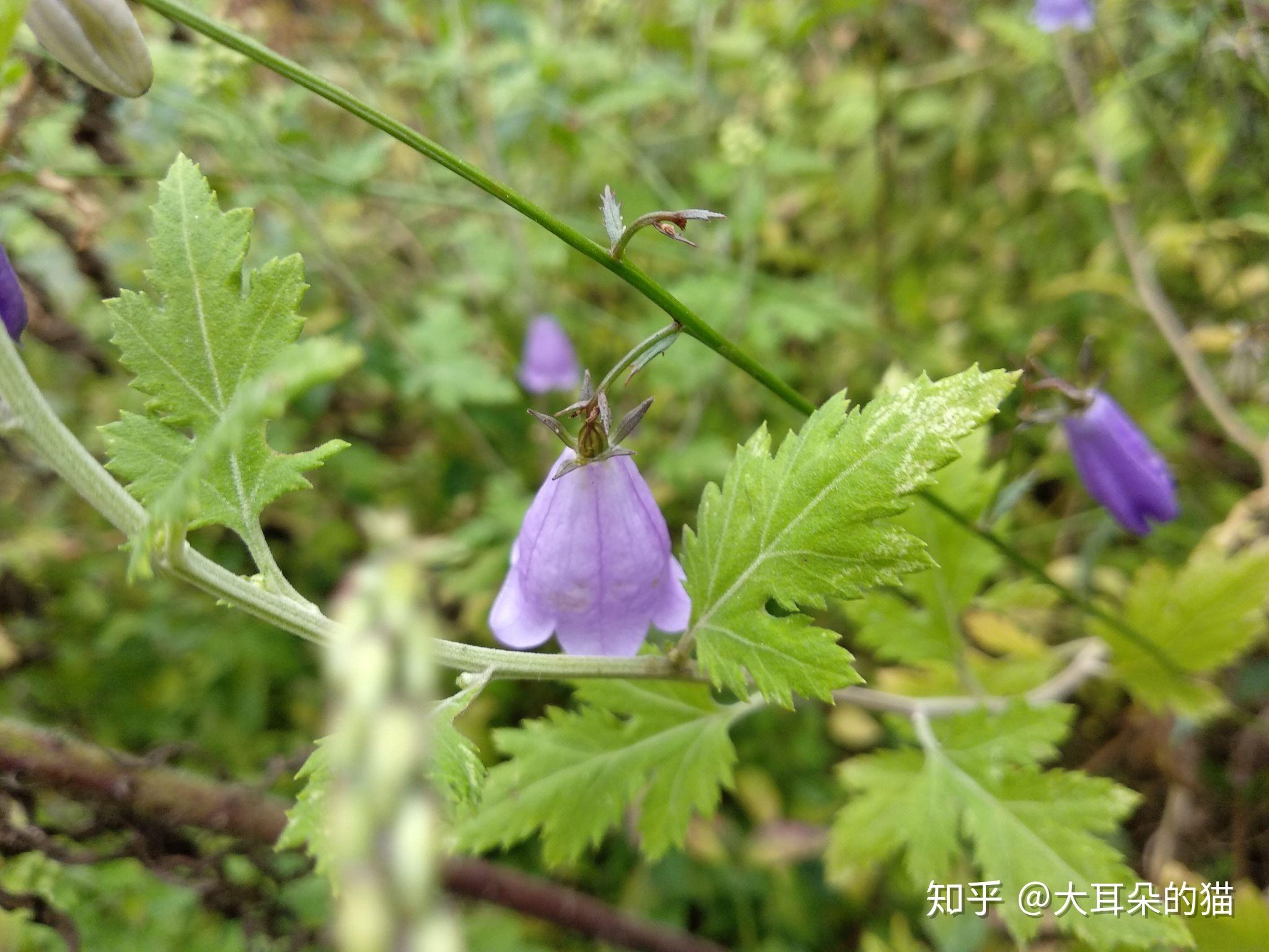 钟形花冠的沙参