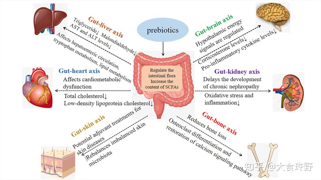 综述传统和潜在益生元的来源加工转化和肠轴调节