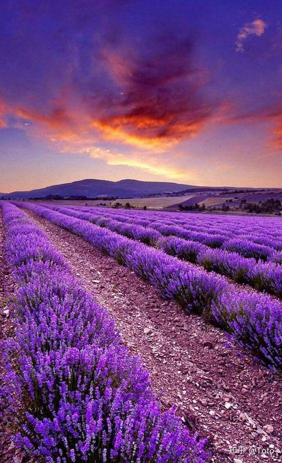 浪漫的爱情之花,紫色薰衣草