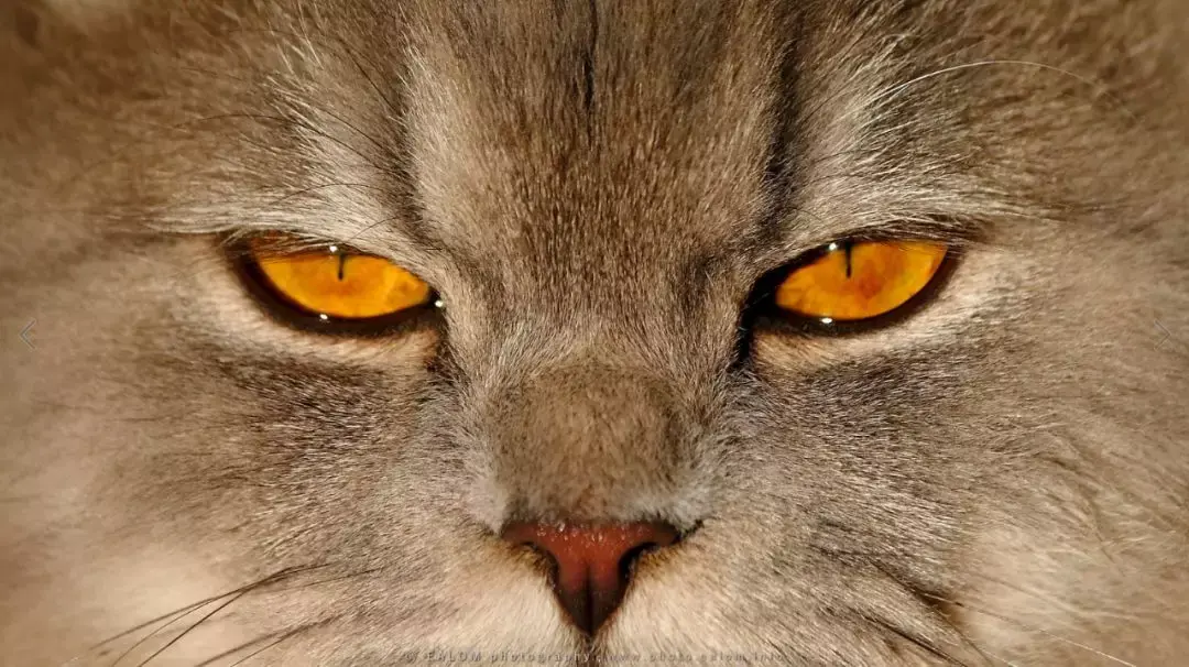 猫眼睛的奥秘:最不该存在于世的粉色瞳孔
