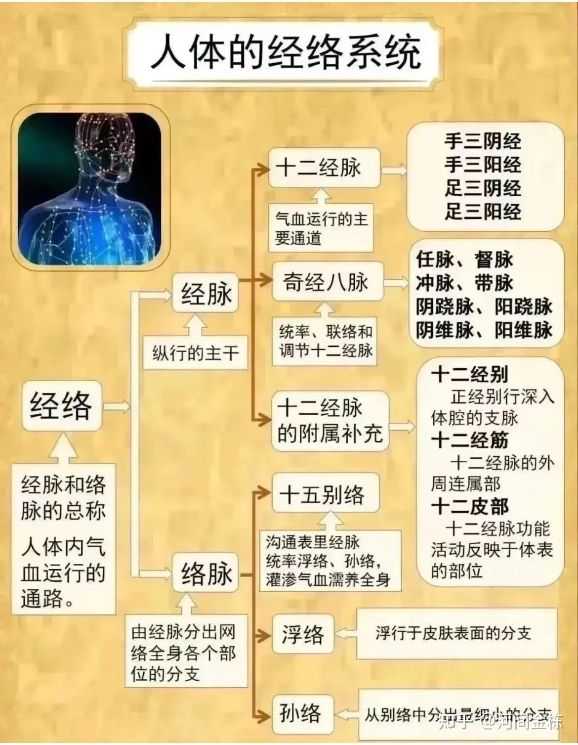 【医经钩考】“经脉”与“气脉”小识(修订稿) - 知乎