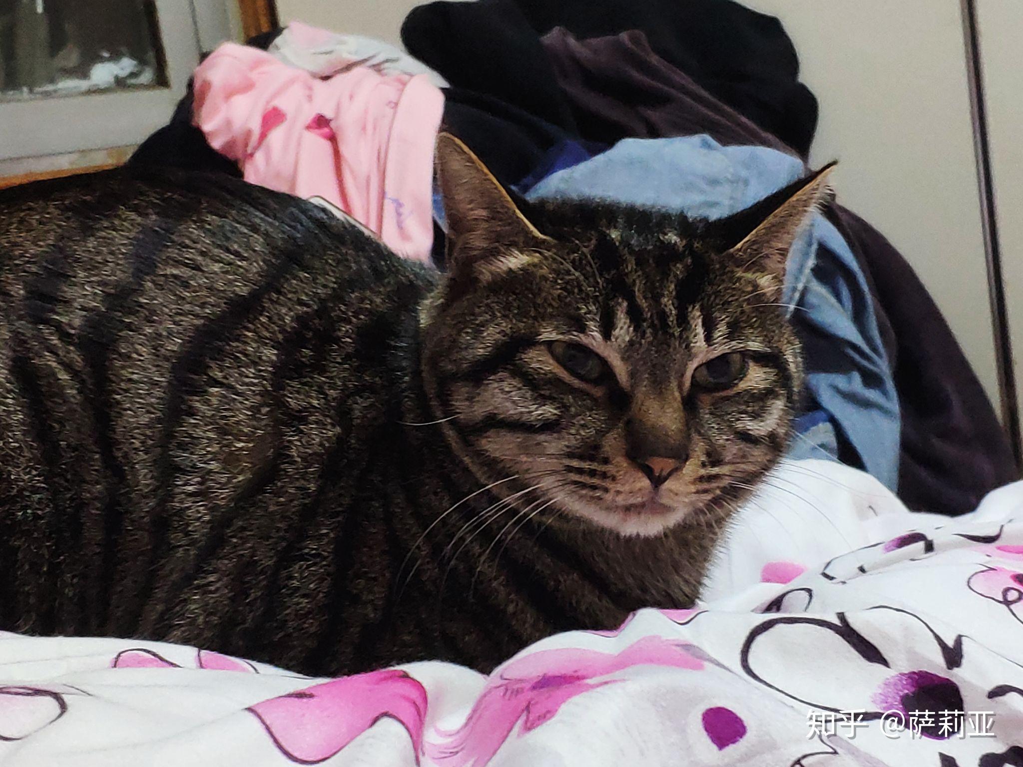 21这个吊毛在几个月前发情期跑了,这张照片拍的时候它巴掌大小?