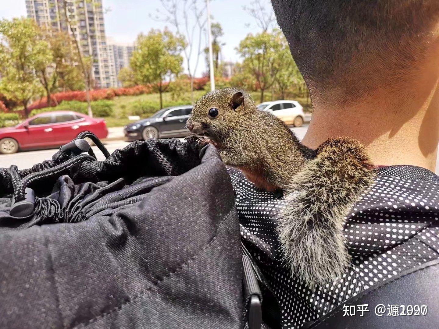 西班牙睡鼠死了图片