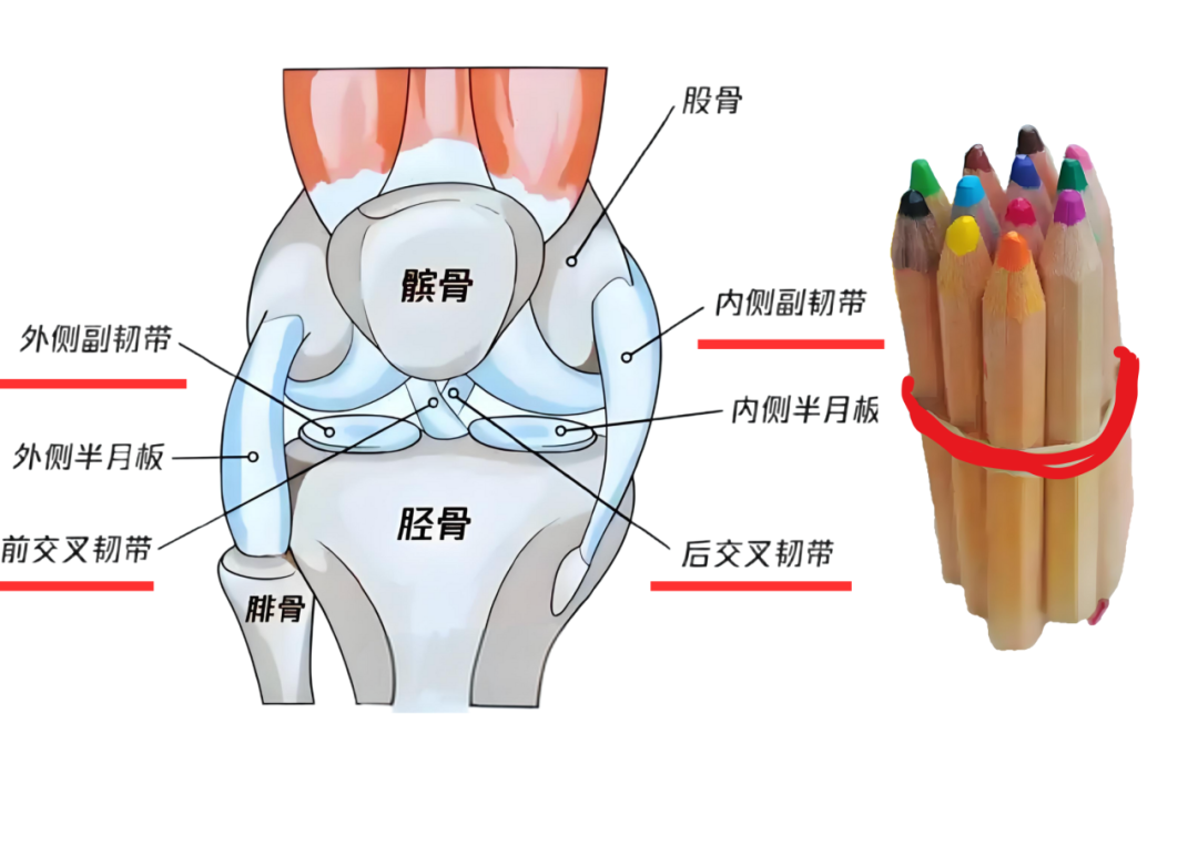 韧带像橡皮筋断了必须手术?骨科医生点名这三类人最易报废膝盖! - 知乎