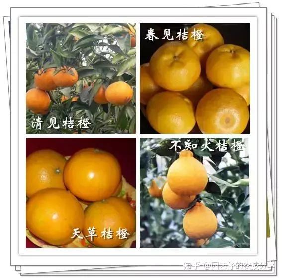 这31种柑橘你都见过吗?全认识的都是大佬 - 知乎