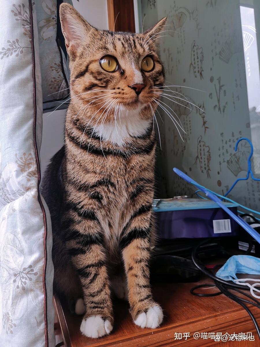 猫界被称为白眼狼的5种猫容易不认主劝你别踩雷