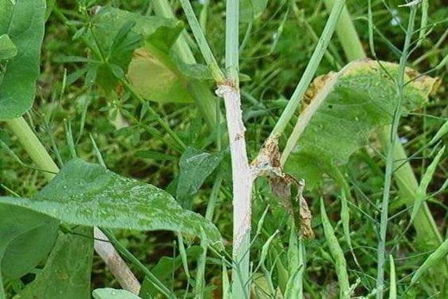 白菜 油菜这种病害常见 及时做好防治工作 才是高产的关键 知乎