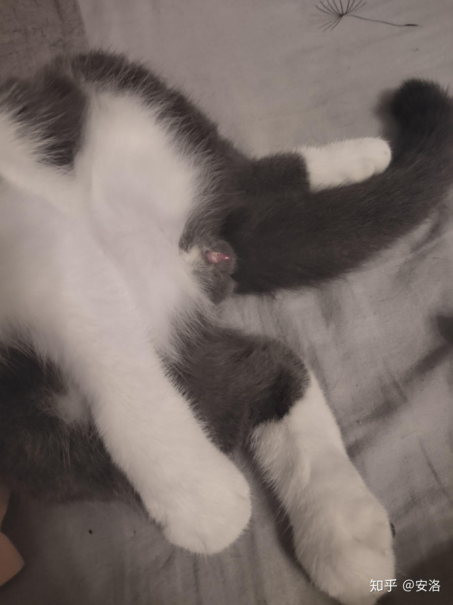 猫生殖器上有白色的垢