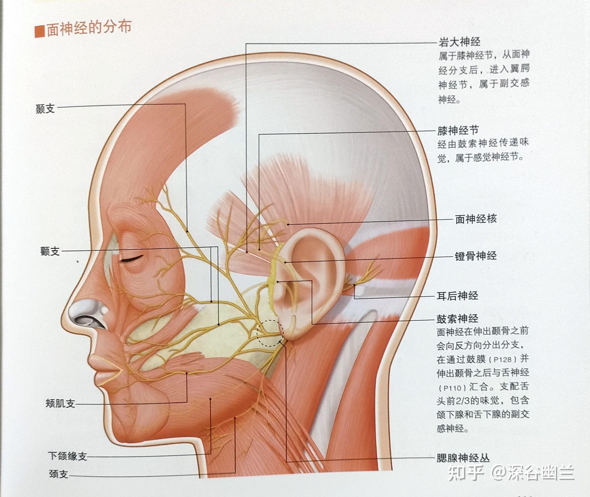 颏神经位置图片