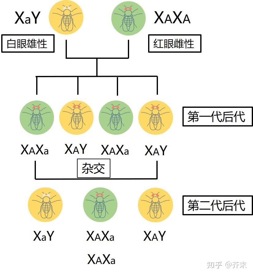 染色體,白眼雄性果蠅這些關鍵點整合起來,提出了果蠅有一對染色體是