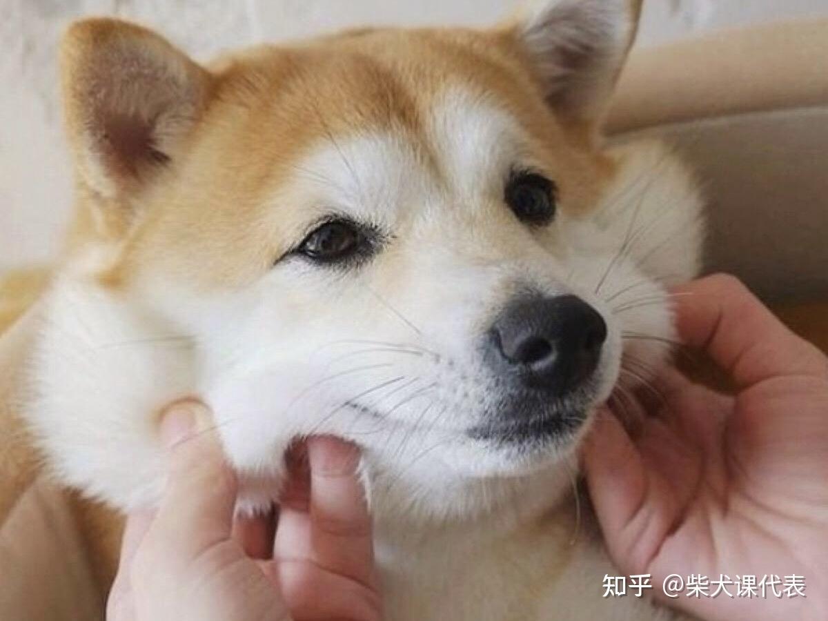 教你把柴犬养成大饼脸让你出门饱受羡慕的目光
