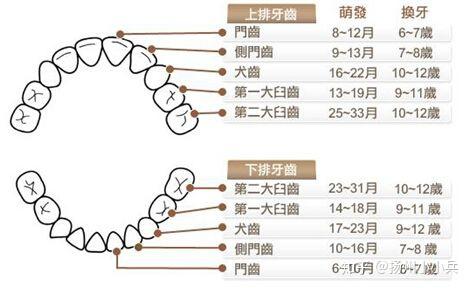 儿童什么时候换牙时间表 v2-cfd012435f76a27e73a4733d5d83fbaa_r.jpg