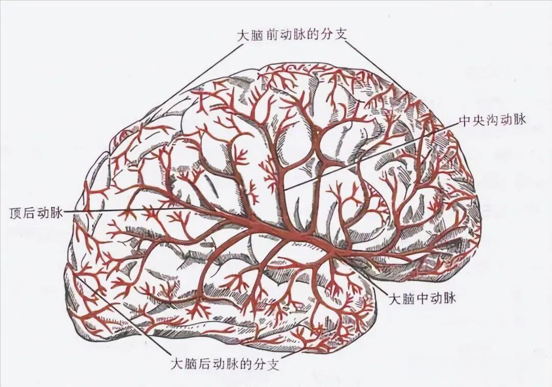 干货收藏!脑梗死定位诊断“密码图”:直击责任病灶,一文打通 - 知乎