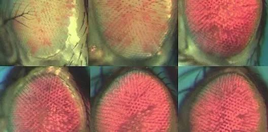 1930年,美国遗传学家赫尔曼·缪勒(hermann muller)在果蝇诱变实验中