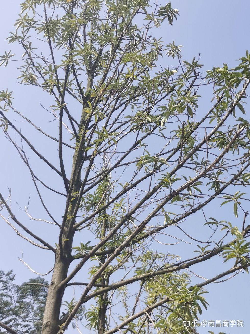 我们的新宝贝:小小树