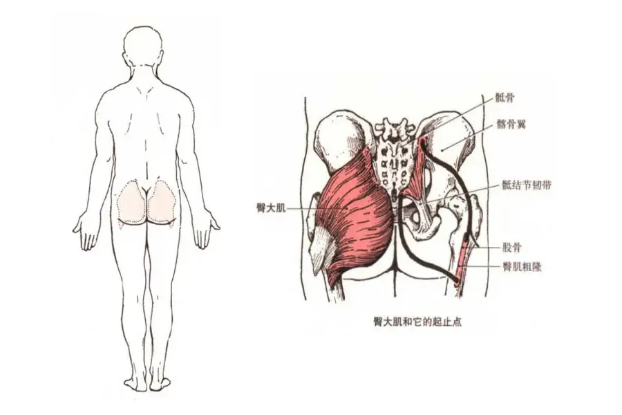 【肌肉科普】探讨身体肌肉—臀大肌