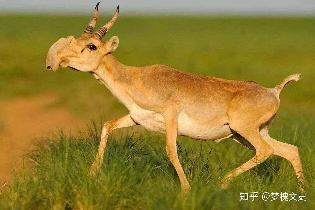 趣聊《山海经》|洵山——一只羊没有嘴巴,不吃不喝竟也能长寿? - 知乎