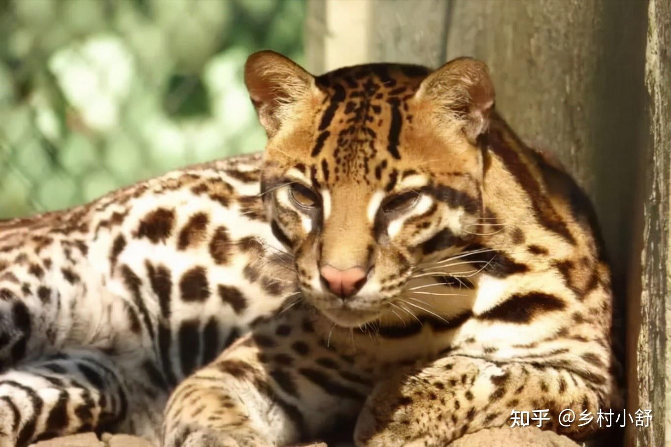 地球上最凶狠的6种野猫,狞猫能够一跃4米,猞猁竟敢单挑狼群? - 知乎
