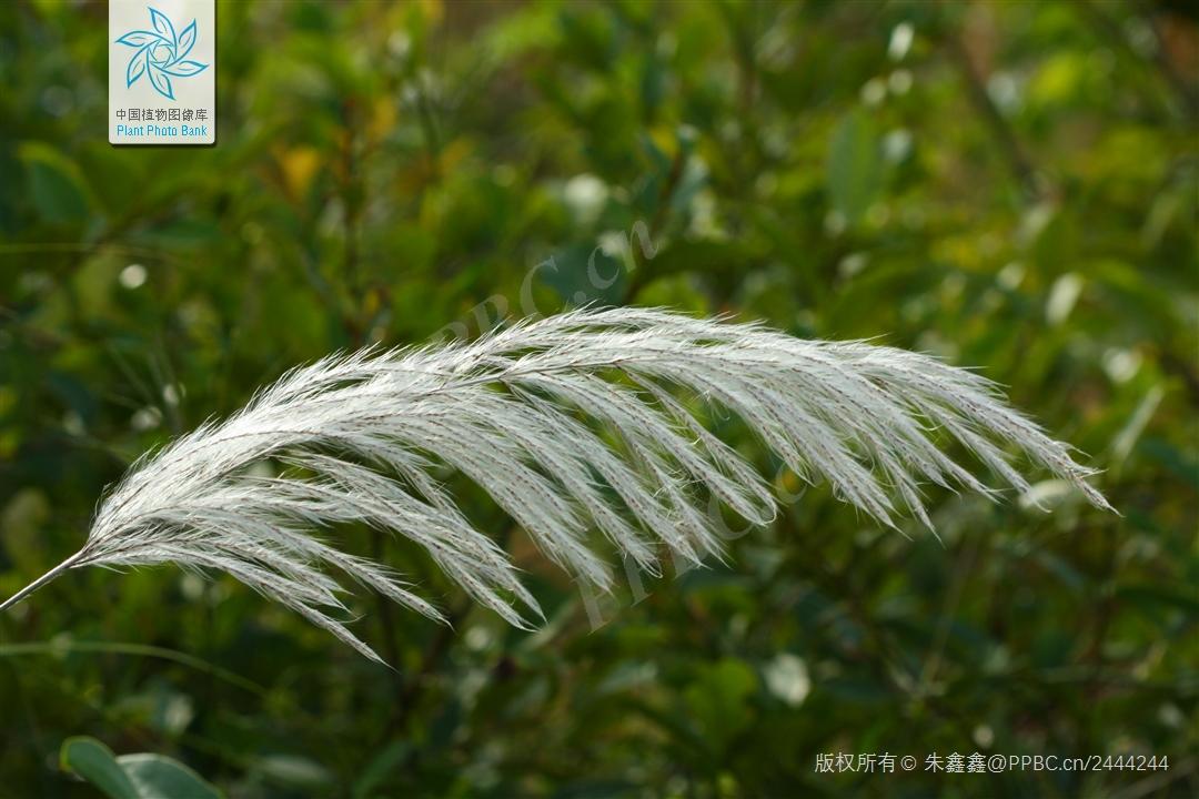 禾本科一些类似芦苇和芒的常见植物 - 知乎