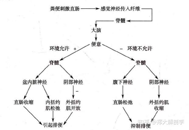 消化系統的神經支配消化系統各部分的神經支配